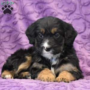 David, Mini Bernedoodle Puppy